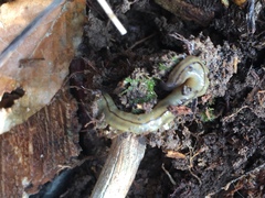 Bipalium pennsylvanicum