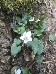 Viola primulifolia