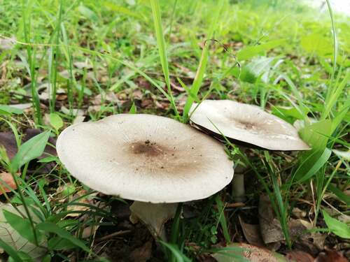 Agaricus