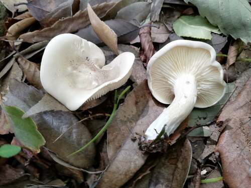 Agaricales