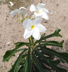 Plumeria pudica