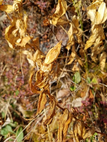Balsam Mountain gentian (Gentiana latidens)