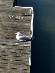 Larus argentatus