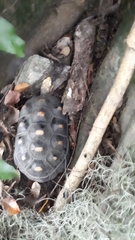 Chelonoidis carbonarius