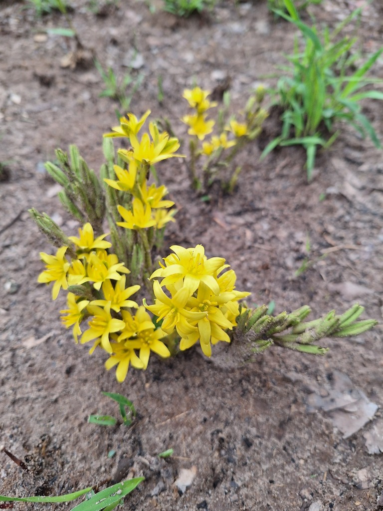 Hypoxis robusta