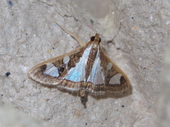 Glyphodes bivitralis