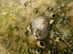 Siphonaria pectinata image