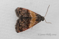 Tripudia balteata