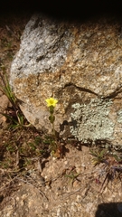 Centaurium maritimum