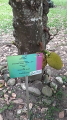 Artocarpus heterophyllus