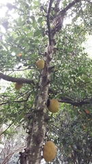 Artocarpus heterophyllus