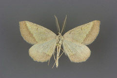 Lychnosea helveolaria