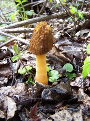 Morchella punctipes