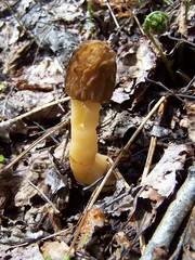 Morchella punctipes