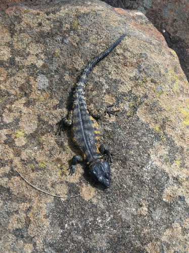 Pseudocordylus transvaalensis
