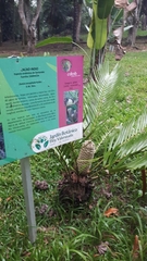 Zamia encephalartoides