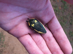 Sternocera orissa orissa