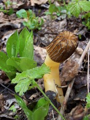 Morchella punctipes