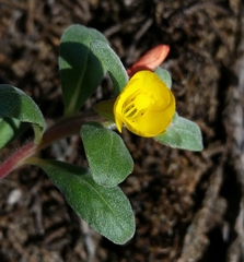 Camissoniopsis cheiranthifolia cheiranthifolia