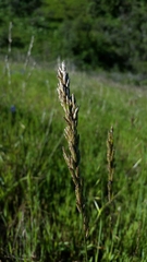 Melica californica