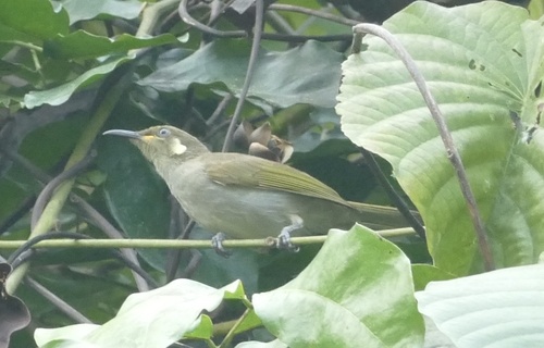 Mimic Honeyeater (Meliphaga analoga), photo 4