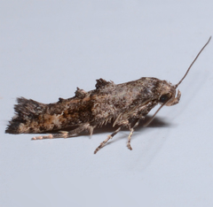 Epermenia albapunctella