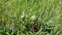 Cirsium quercetorum