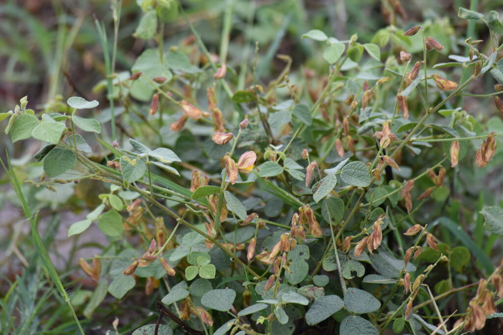 Rhynchosia spectabilis