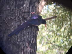 Phoeniculus purpureus angolensis