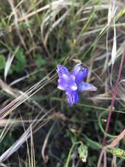 Dipterostemon capitatus