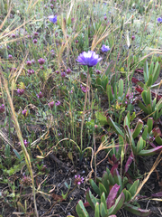 Dipterostemon capitatus