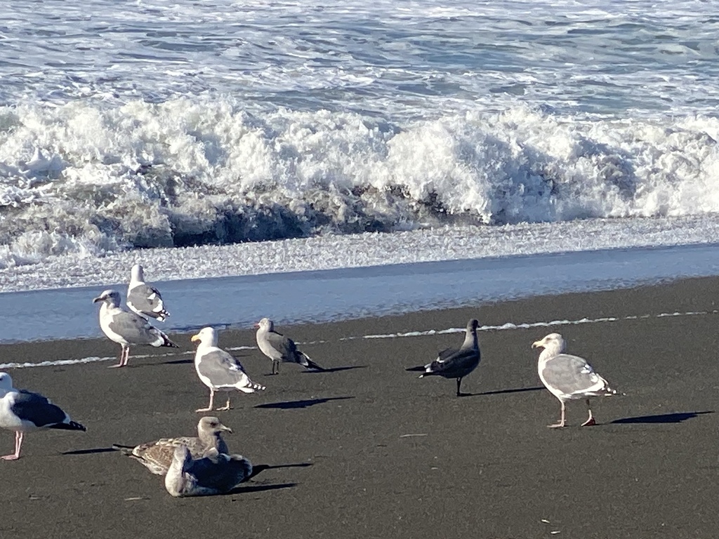 Heermann's Gull from Golden Gate National Recreation Area, Pacifica, CA ...