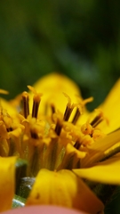 Wyethia angustifolia