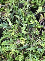 Limnanthes macounii