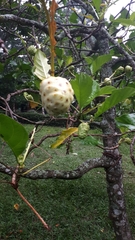Morinda citrifolia