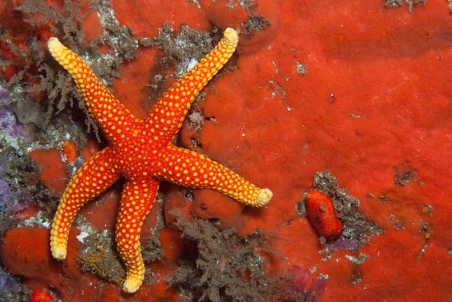 Granular Sea Star