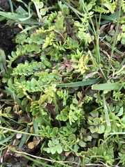 Limnanthes macounii