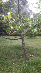 Morinda citrifolia