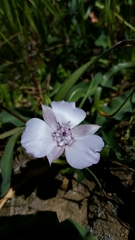 Calochortus umbellatus