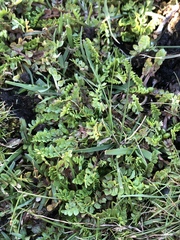 Limnanthes macounii