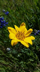 Wyethia angustifolia