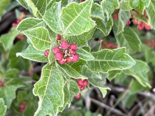 Nana Kunirhus