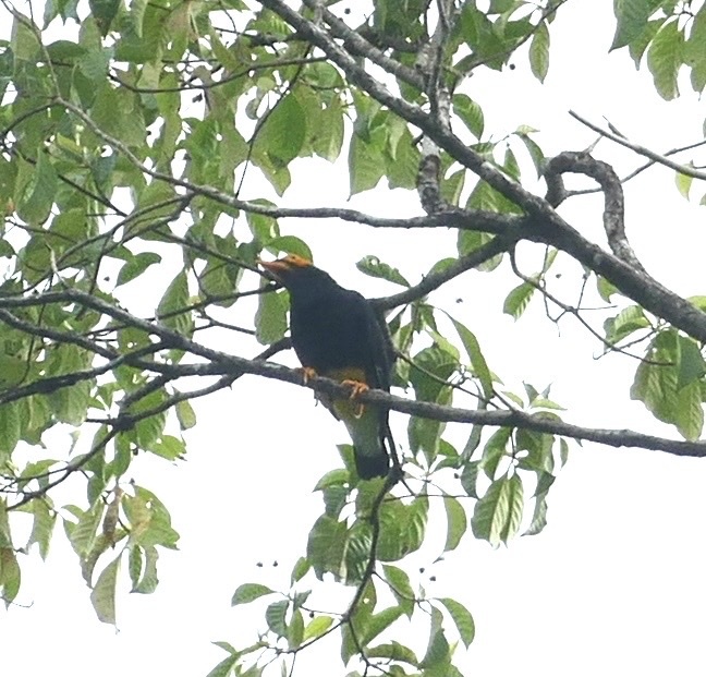 Yellow-faced Myna