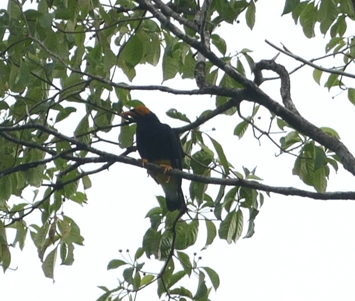 Yellow-faced Myna