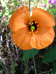 Papaver heterophyllum