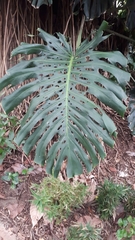 Monstera deliciosa