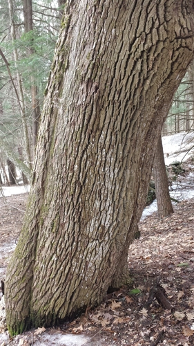 Fraxinus americana