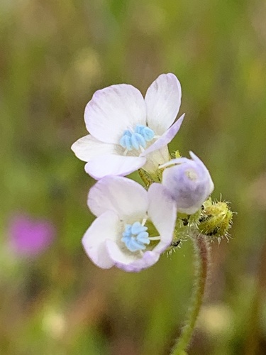 Chaparral gilia (Gilia angelensis)