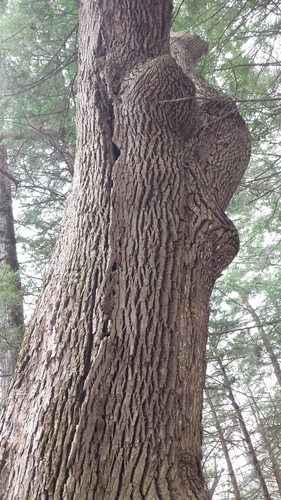 Fraxinus americana