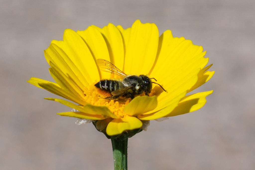 Megachile pollinosa from Coquimbo, Chile on November 26, 2023 at 03:57 ...